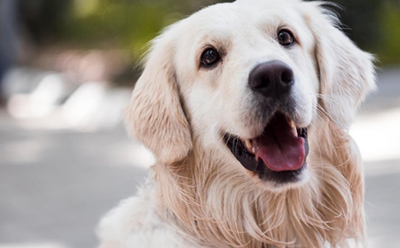 Haustiere - Provimedia Portfolio